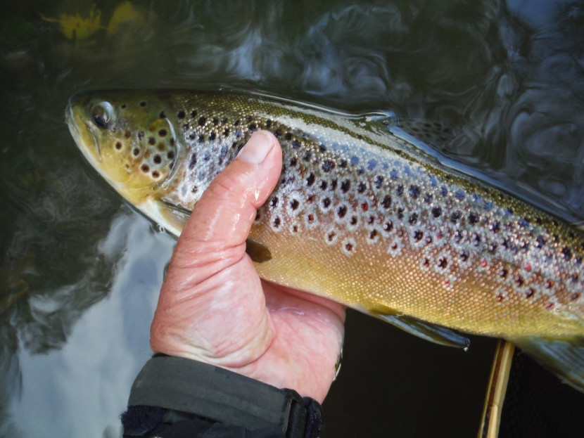Avon trout in September Avon trout in September